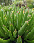 Cotyledon campanulata