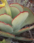 Cotyledon cuneata