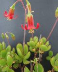 Cotyledon eliseae