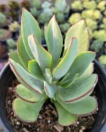 Cotyledon 'Mint Truffles'