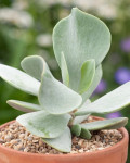 Cotyledon orbiculata