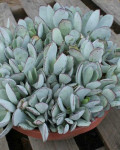 Cotyledon orbiculata 'Cinderella'