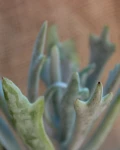 Cotyledon orbiculata 'Elk Horns'