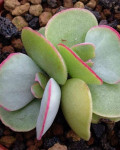 Cotyledon orbiculata 'Hakubi'