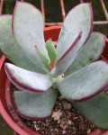 Cotyledon orbiculata 'Huisrivier Pass'