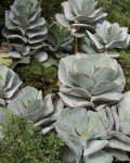 Cotyledon orbiculata 'Lighthouse Road'