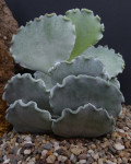 Cotyledon orbiculata 'Mucronata'