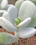 Cotyledon orbiculata 'Oophylla'