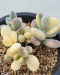 Cotyledon orbiculata 'Oophylla' variegata