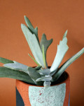 Cotyledon orbiculata 'Staghorn'