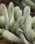 Cotyledon orbiculata var. dinteri