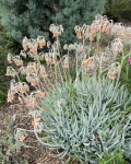 Cotyledon orbiculata var. oblonga