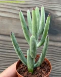 Cotyledon orbiculata var. oblonga 'Flavida'