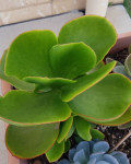 Cotyledon orbiculata var. oblonga 'Macrantha'