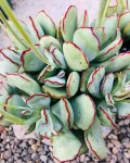 Cotyledon papillaris