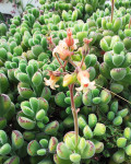 Cotyledon tomentosa