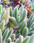 Cotyledon tomentosa subsp. ladismithiensis