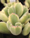 Cotyledon tomentosa 'Variegata'