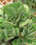 Cotyledon velutina