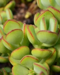 Cotyledon woodii