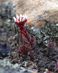 Crassula alpestris