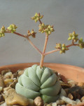 Crassula alstonii