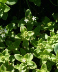 Crassula alticola