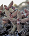 Crassula ammophila