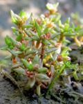 Crassula aquatica