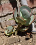 Crassula Arborescens