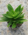 Crassula capitella