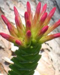 Crassula Coccinea