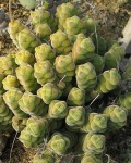 Crassula Columella