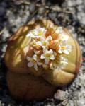 Crassula compacta