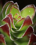 Crassula Dejecta