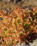 Crassula Expansa