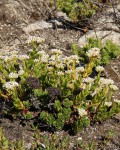 Crassula Fallax