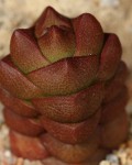 Crassula Grisea