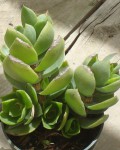 Crassula Lactea