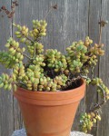 Crassula Lanuginosa