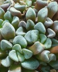 Crassula Mesembrianthemopsis