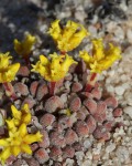 Crassula Namaquensis