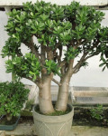 Crassula ovata