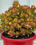 Crassula ovata 'Crosby's Compact'