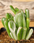 Crassula ovata 'Gollum Variegata'