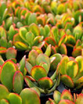 Crassula ovata 'Hummel's Sunset'