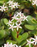 Crassula ovata 'Obliqua'