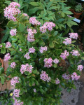 Crassula ovata 'Pink Beauty'