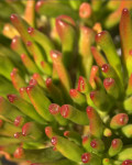 Crassula ovata 'Skinny Fingers'