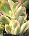 Crassula ovata 'Tricolor'